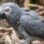 African Grey Parrot with grey feathers and yellow eyes in natural habitat.
