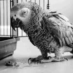 African Grey Parrot resting on the floor near its cage.