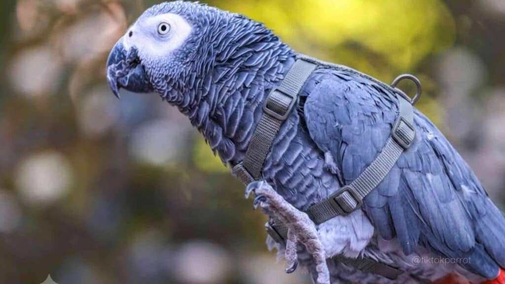 African Grey Parrot with harness in natural setting.