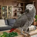 African Grey Parrot perched on a wooden table in a cozy living room.