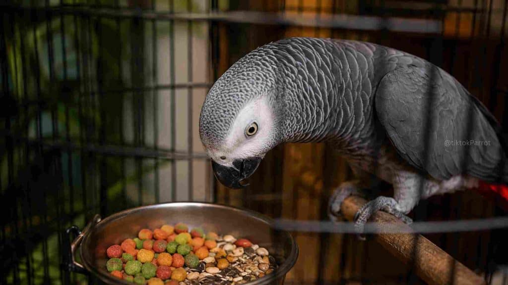 African Grey Parrots Feeding Schedule