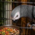 African Grey Parrot examining a bowl of mixed seeds and food.