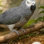 African Grey Parrot perched on a branch with green foliage in background.