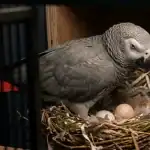 African Grey Parrot sitting on nest with eggs in a wooden enclosure.