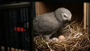African Grey Parrot sitting on nest with eggs in a wooden enclosure.