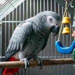 African Grey Parrot perched inside a cage with colorful toys.