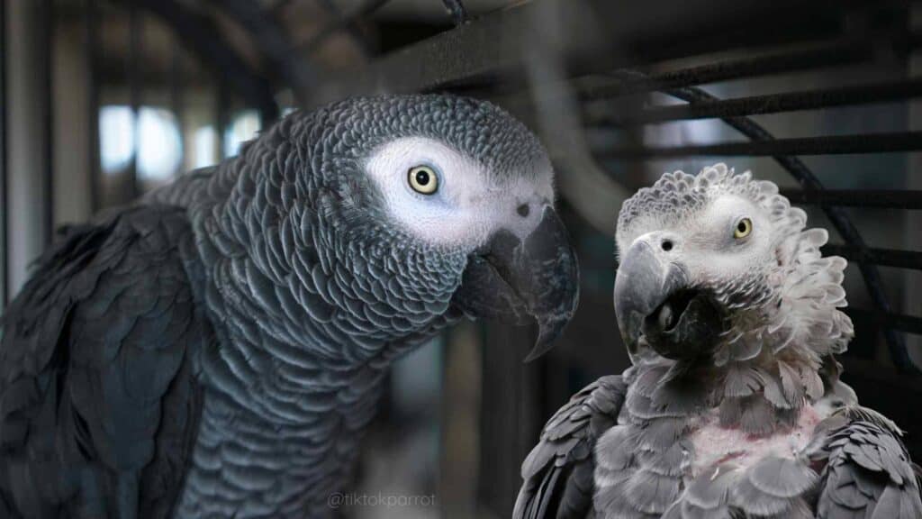 African Grey Parrot and Cockatoo in a cage, close-up view.