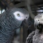 African Grey Parrot and Cockatoo in a cage, close-up view.