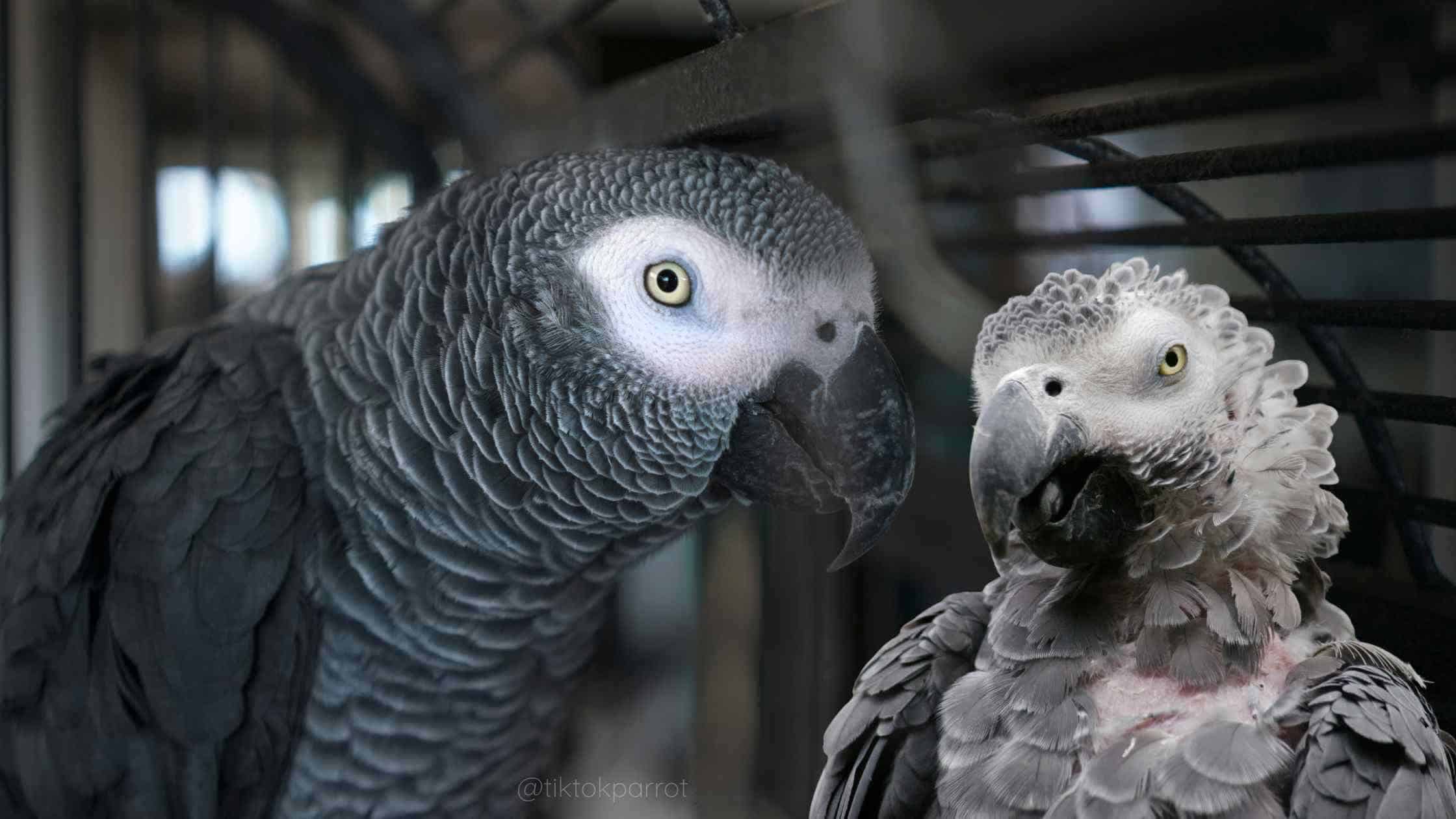 Breeding African Grey Parrots at Home: Challenges, Ethics, and What Beginners Need to Know