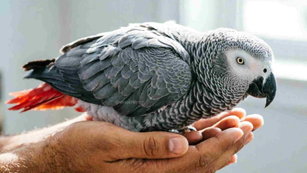 African Grey Parrot perched on a person's hand, showing detailed feathers.
