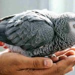 African Grey Parrot perched on a person's hand, showing detailed feathers.