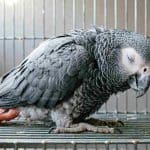 African Grey Parrot in a cage, showing detailed feather texture and calm demeanor.