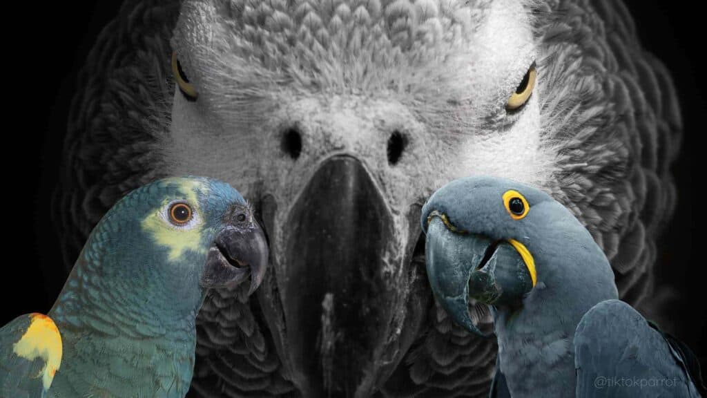 Close-up of an African Grey Parrot with two other parrots in front.