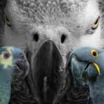 Close-up of an African Grey Parrot with two other parrots in front.