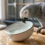African Grey Parrot drinking water from a bowl on a wooden table.