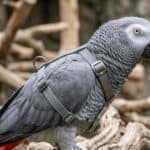 African Grey Parrot wearing a harness in a natural setting.