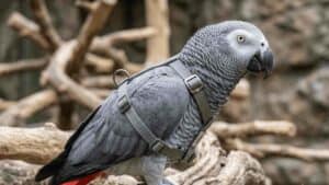 African Grey Parrot wearing a harness in a natural setting.
