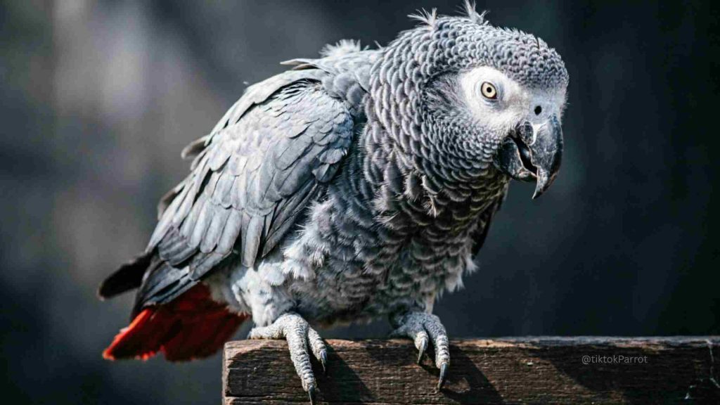 African Grey Parrot perched on a wooden surface with detailed grey feathers.