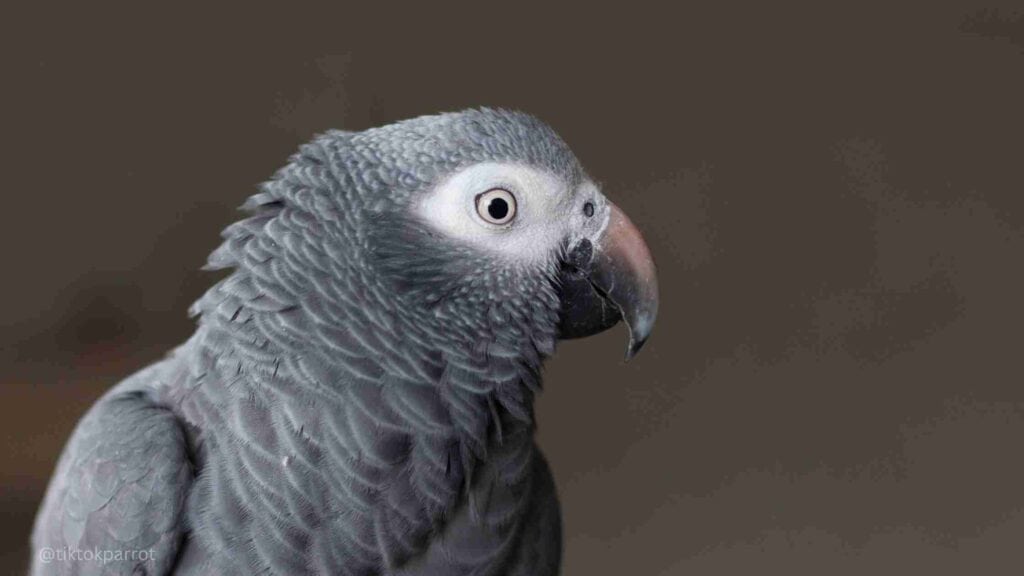 Close-up of an African Grey Parrot with detailed feather texture and alert eye.