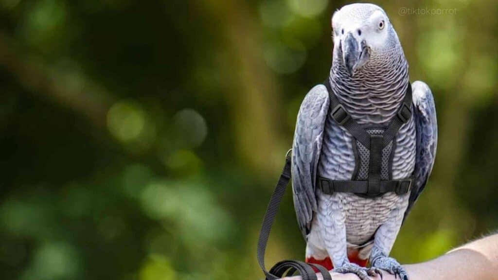 African Grey Parrot wearing a harness, perched on a person's hand.