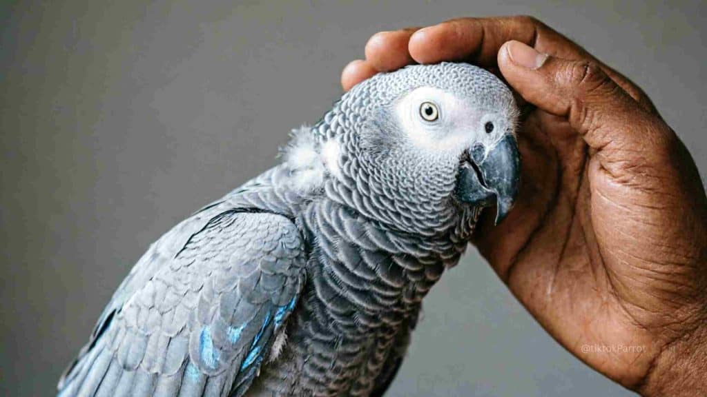 Close-up of an African Grey Parrot being gently petted by a person's hand.