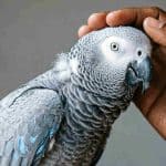 Close-up of an African Grey Parrot being gently petted by a person's hand.