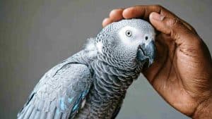 Close-up of an African Grey Parrot being gently petted by a person's hand.