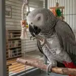 African Grey Parrot perched inside a cage with a wooden perch.