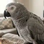 African Grey Parrot with grey feathers and yellow eyes in a home setting.