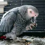 Why Do African Greys Chew Their Nails