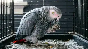 Why Do African Greys Chew Their Nails