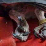 Avian Bornavirus Infection in African Grey Parrots: Symptoms, Diagnosis, and Care