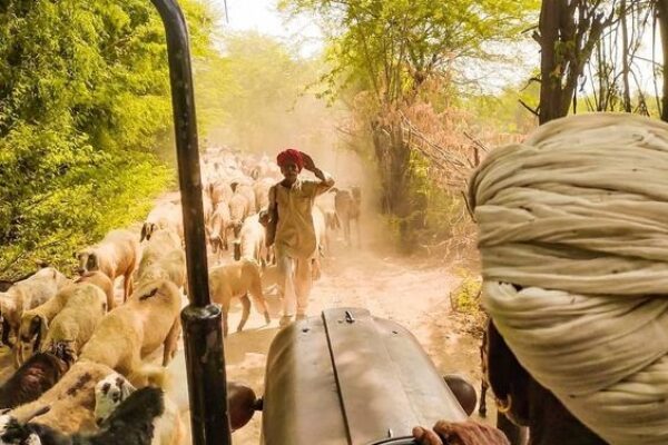 Culture et traditions du Rajasthan