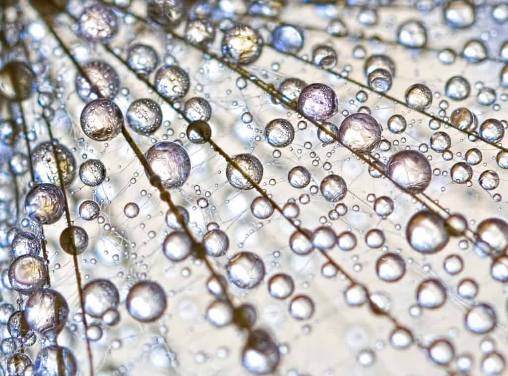 Close-up of water droplets on plant fibers, highlighting hydration benefits.