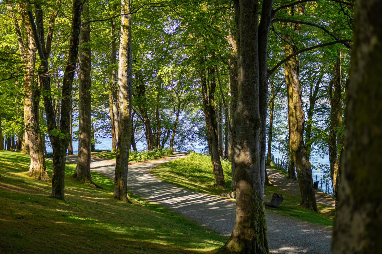 Serene forest trail near fjords, lush greenery, and calming waters in Norway.