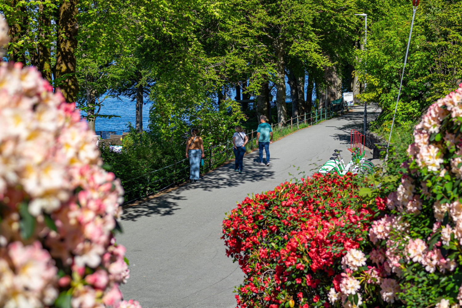 Colorful flower bushes lining a scenic lakeside walking path with visitors enjoying outdoor views.