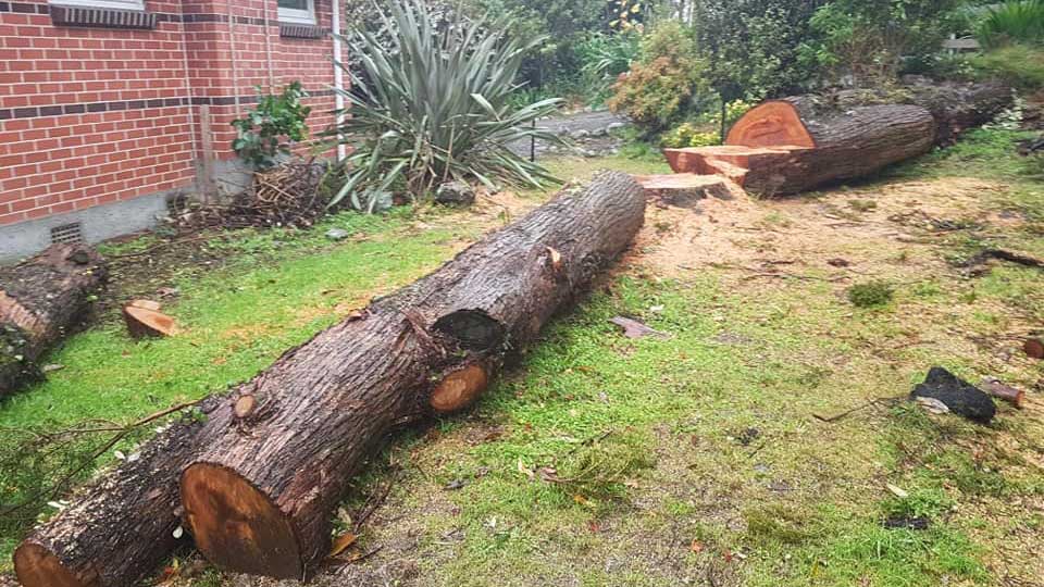 We can deal with big tree for you!