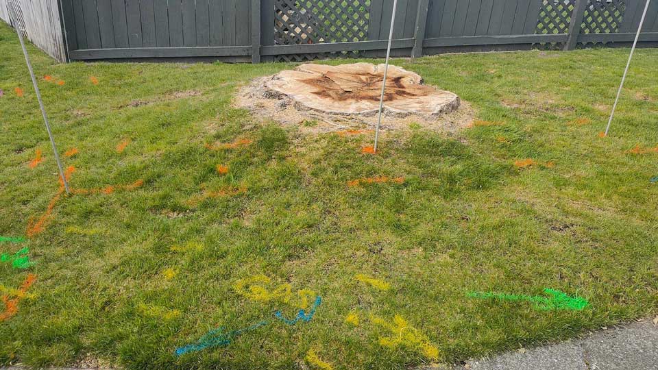 We can remove stumps near services such as gas, water and power safely