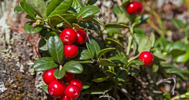 Image of fresh cranberries and cranberry leafs.