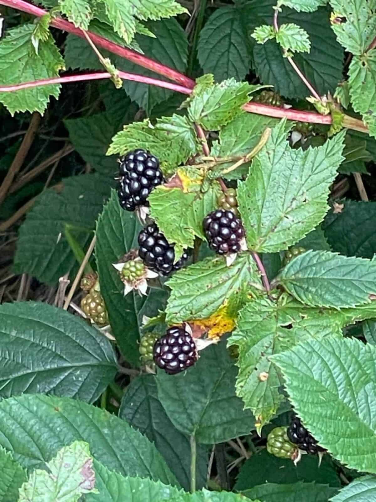 Brambles growing in the hedgerow.