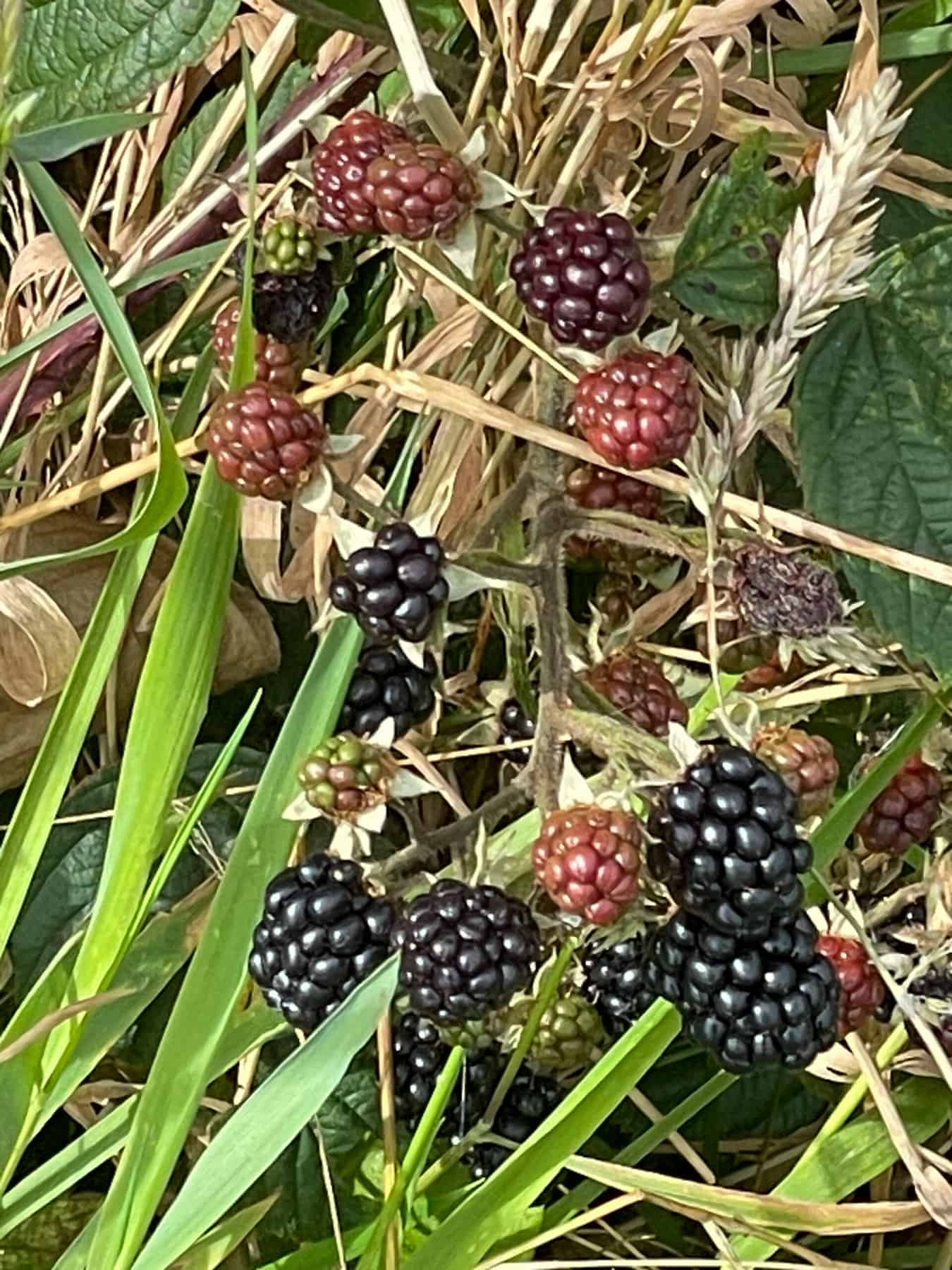 Brambles growing on bush amongst long grass.