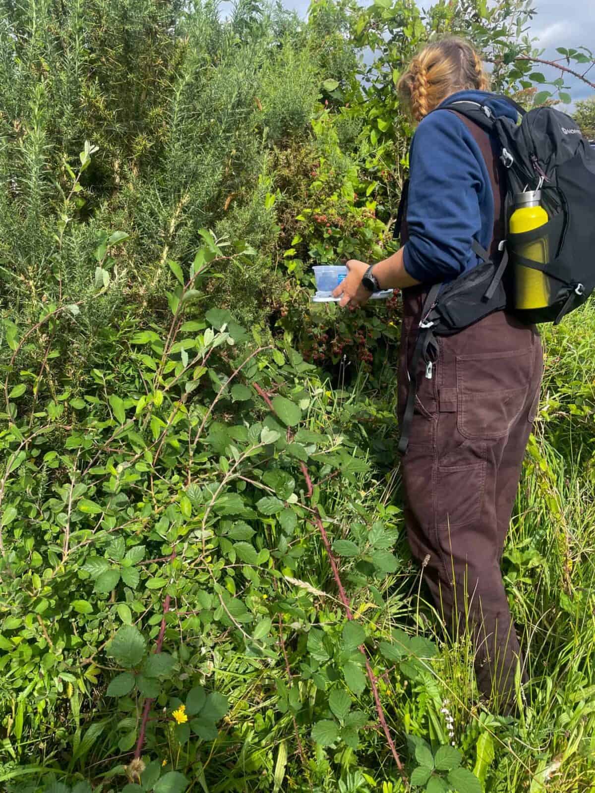 Girl in bushes foraging bramble berries.