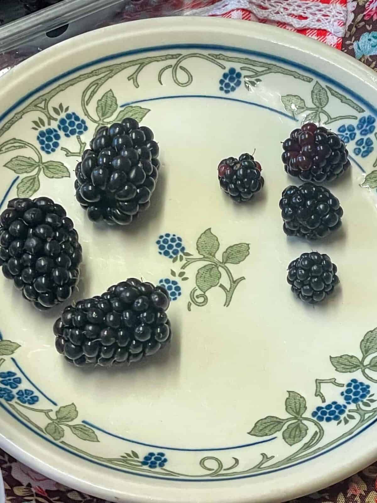 A saucer with images of leaves and brambles, and four bramble berries on the plate along with three shop-bought blackberries.