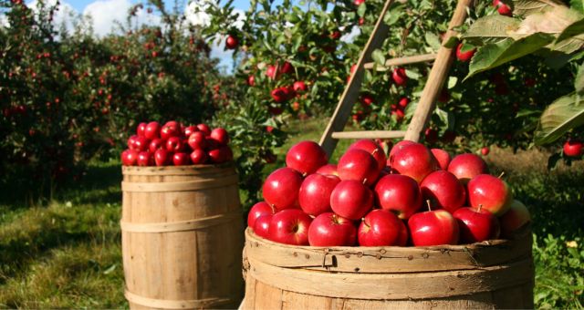 Image of apple orchard with two apple barrels filled with red apples.