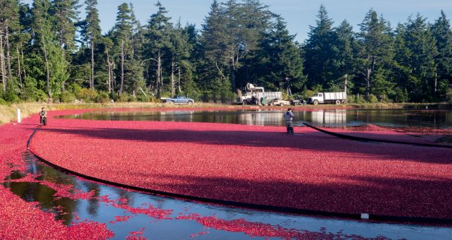 An image of a cranberry bog, sourced from Canva Premium.