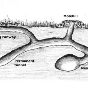 Mole Info. 1 Mole Tunnel 300x300 1