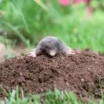 Mole Info. 6 mole info port st lucie florida 1