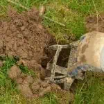 Mole Info. 4 trap