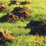 ground moles