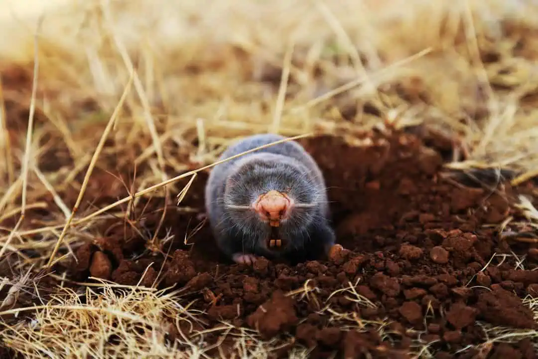 mole removal
